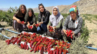 Yüksekovalı kadınlar biber hasadına başladı