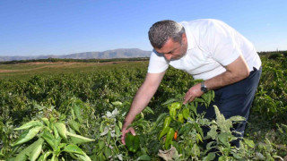 ABD’nin kapya biberi Malatya’dan