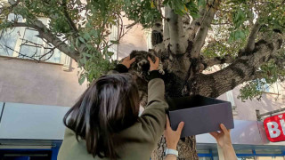 Ağaçtan aşağı inmeyen yavru kedi yaş mamayla ikna edildi