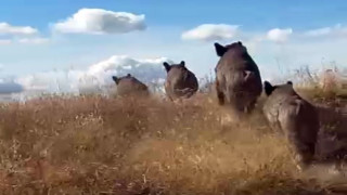 Ahlat’ta domuz sürüsü görüntülendi