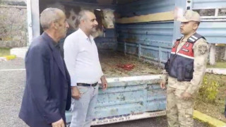 Ardahan çalınan büyükbaş hayvan Kars’ta jandarmaya takıldı