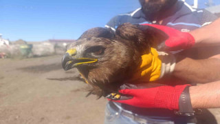 Ardahan’da yaralı bulunan kara çaylak tedaviye alındı