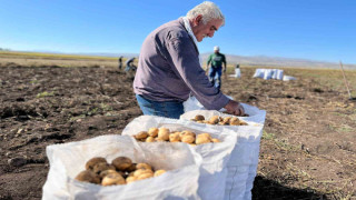 Arpaçay’da kışlık patates hasadı başladı