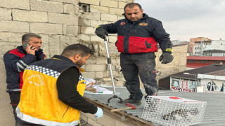 Çatıda mahsur kalan kedi itfaiye ekipleri tarafından kurtarıldı