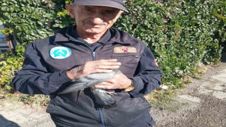 Çatıya sıkışan güvercini itfaiye kurtardı