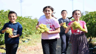 Çocuklar üzüm hasadına renk katıyor