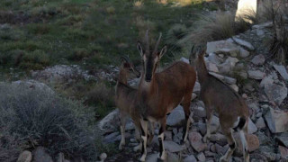 Dağ keçileri ve yavruları görüntülendi