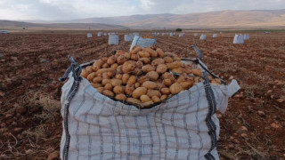 Darende’de patates hasadına başlanıldı