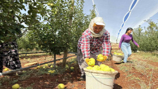 Doğanşehir’de elma hasadı başladı