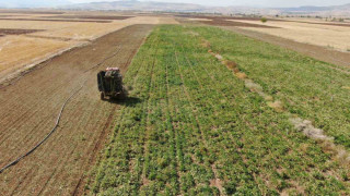 Elazığ’da 37 bin dönüm alanda pancar hasadı başladı