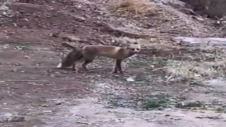 Elazığ’da aç kalan tilki yiyecek bulmak için şehre indi