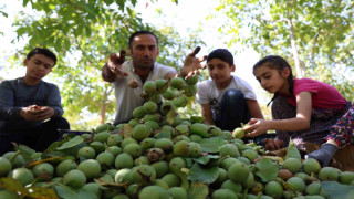 Elazığ’da ceviz hasadı başladı