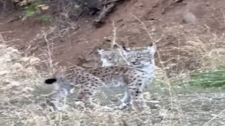 Elazığ’da nesli tükenme tehlikesi altında olan 2 vaşak görüntülendi