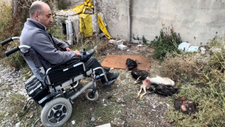 Engelli vatandaşın kümesine giren köpekler 10 tavuğu telef etti