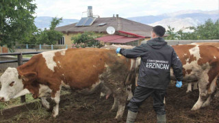 Erzincan’da şap aşılama programı başlatıldı