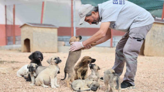 Geçici Hayvan Bakımevi ve Rehabilitasyon Merkezi’nde 9 bin hayvan tedavi edildi