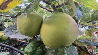 Görüntüsü armut, tadı elma