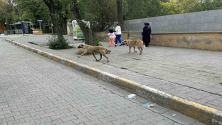 Kağızman’da başıboş köpekler tehlike saçıyor