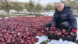 Karlı dağlarda zorlu elma hasadı