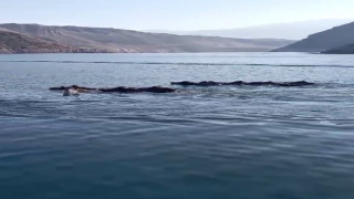 Kars’ta domuz sürüsünden belgeselleri aratmayan görüntüler