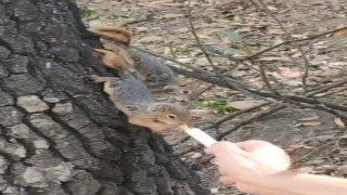 Kesilen ağaçta bulunan yavru sincapları şırınga ile beslediler