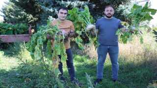 Lokman Hekim, o bitki o kadar faydalı ki tarlasının önünden geçmek bile yeterli diyor!