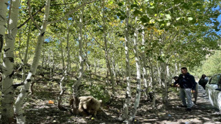 Nemrut’un maskotu bozayılar ve ekosistem tehlike altında