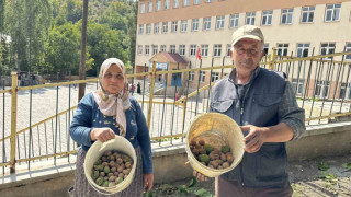 Okul yolunda ceviz ikramı