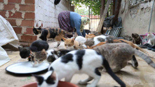 Ömrünü kedilere adadı: 11 yıldır 70 kediye bakıyor