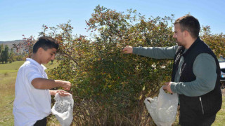 Sarıkamış’ta kuşburnu toplama sezonu başladı