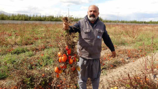 Soğuk hava tarlaları vurdu, tonlarca sebze dondu