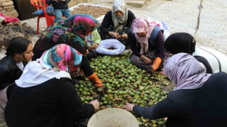 Van’da ceviz hasadı uzun sırıklarla yapılıyor