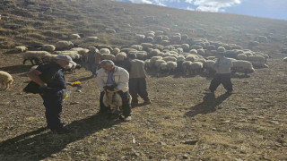 Yüksekova’da küçükbaş hayvanlara aşılama ve küpeleme çalışması